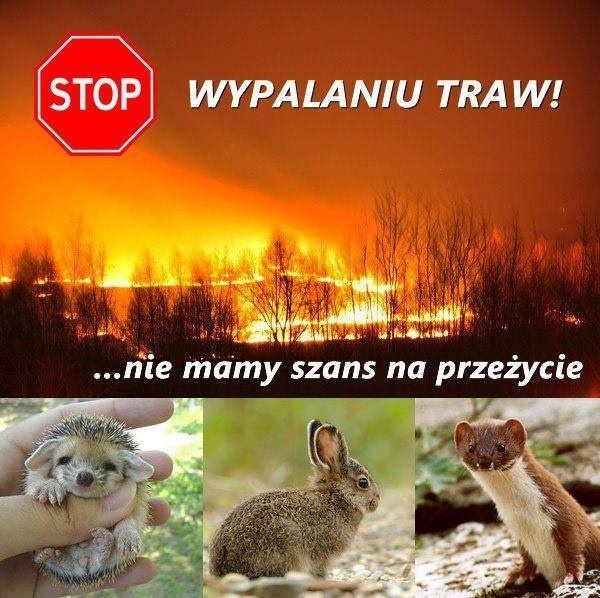 Stop wypalaniu traw